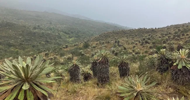 El desafío global de la conservación de la biodiversidad