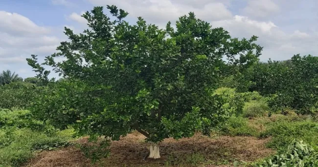 AGROSAVIA registra dos nuevos clones de naranja margarita para la región Caribe