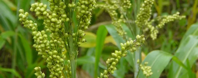 Nuevo horizonte para la comercialización de productos de AGROSAVIA