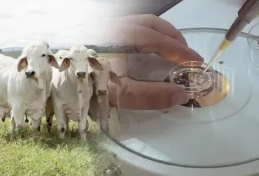 Brasil exportará embriones bovinos in vitro a Colombia