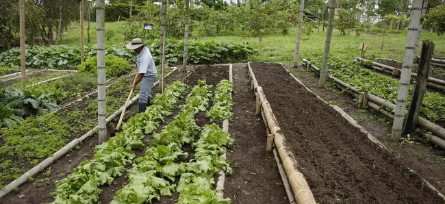 Agro se consolida como motor de la economía colombiana tras liderar PIB durante tres trimestres consecutivos en 2017 - 17 de noviembre de 2017
