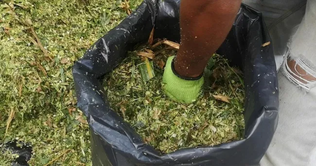 AGROSAVIA entrega 24 toneladas de silo de sorgo y maíz a productores de Atlántico