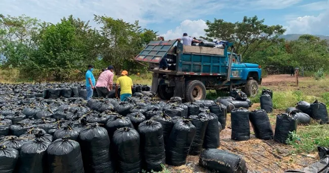 AGROSAVIA entregó 213 toneladas de ensilaje a los productores en el Caribe Seco colombiano