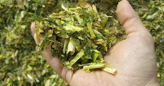 Así es como este inoculante revolucionario mejora la calidad del ensilaje