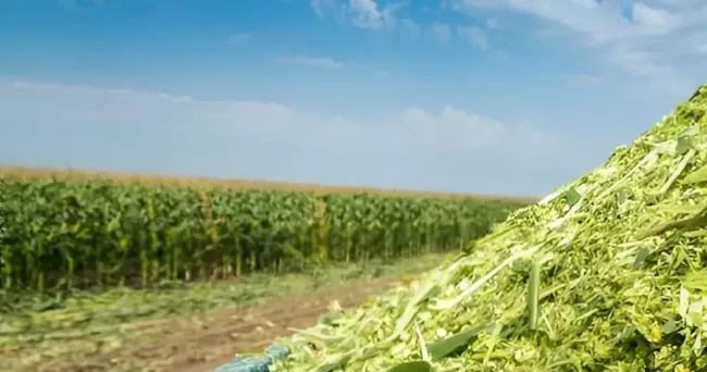 Cuántos kilogramos de ensilaje de maíz se pueden producir en una hectárea