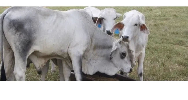 Minagricultura y AGROSAVIA desarrollan alternativa de suplemento alimenticio para bovinos en temporadas secas