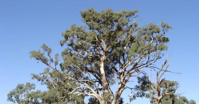 Expertos aseguran que los eucaliptos tienen un radar para encontrar oro en sus hojas