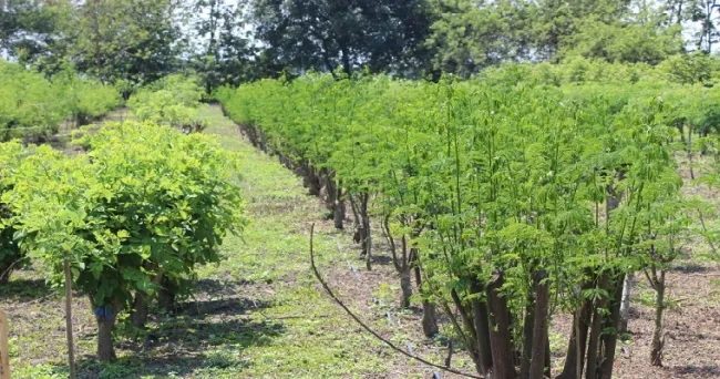 Diseños de Sistemas Silvopastoriles para zonas de trópico bajo, medio y alto