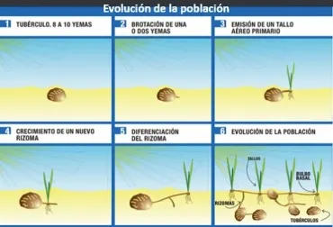 Así puede controlar el cebollín o coquito