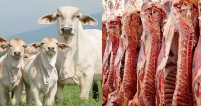 Más de USD 200 millones han generado exportaciones de carne y ganado en pie