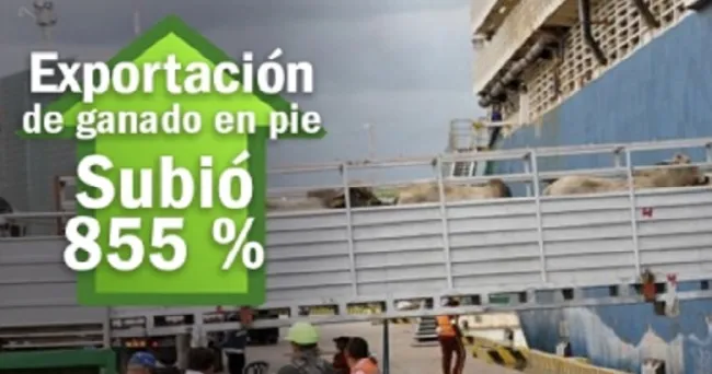 Exportaciones de ganado en pie crecieron más de 855 % hasta junio