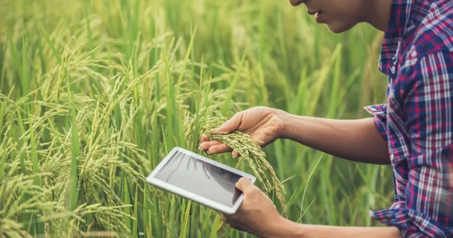 Nuevo informe: Las tecnologías transformadoras de cultivos del CGIAR generan un impacto de 1,3 billones de dólares
