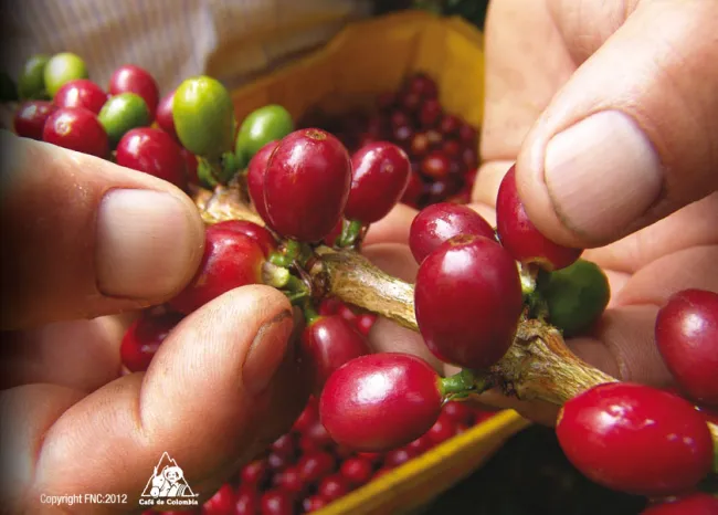 El sector cafetero empieza a aliviar el represamiento de café - 21 de julio de 2016