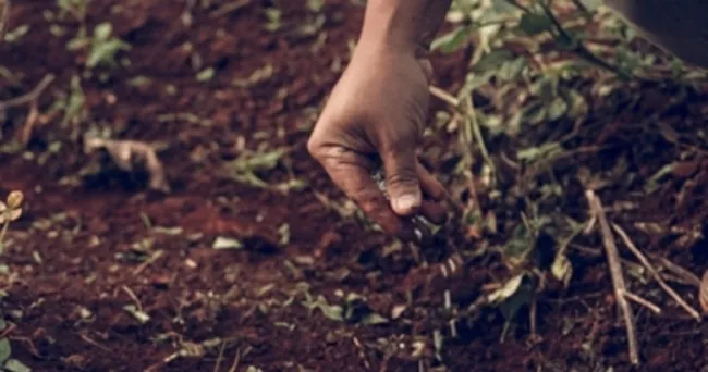 5 recomendaciones para la fertilización orgánica