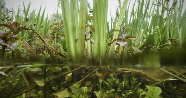 Plantas acuáticas son claves para paliar los efectos del cambio climático