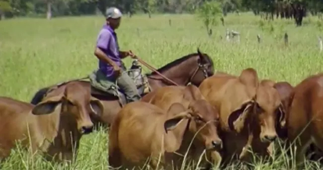 5 ventajas de catalogar la finca como una empresa ganadera