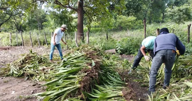 Fiqueña® en centros de beneficio: un aporte a la revolución de la agroindustria del fique bajo el enfoque de sostenibilidad