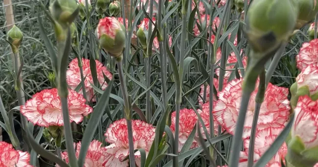 En noviembre se realizará el simposio internacional de floricultura 2022 en Medellín