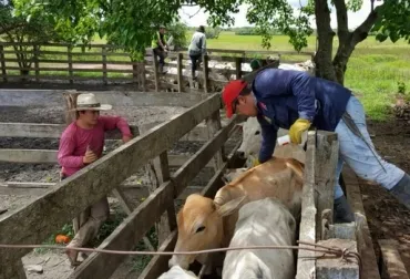 Gobierno destina más de $12 mil millones para ganaderos afectados por aftosa