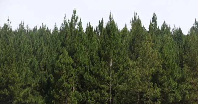 Minagricultura recibe proyectos nuevos de reforestación comercial para acceder a Incentivo Forestal
