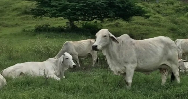 Raza Brahman gris sigue siendo la más competitiva