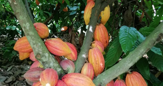 Organizaciones seleccionadas para el plan nacional semilla cacao