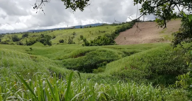 Plan Nacional de Semillas abre convocatoria para la inscripción de organizaciones para especies de arroz y caña de azúcar para panela