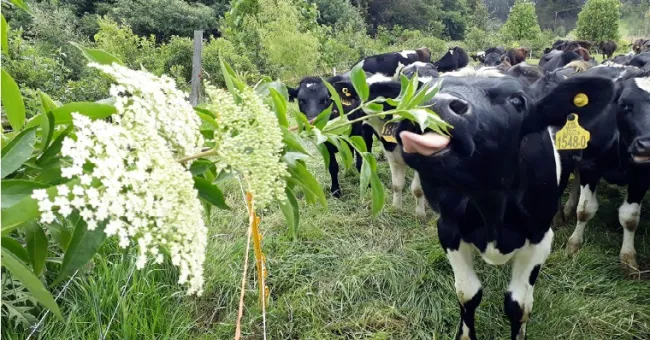 Sistemas agroforestales, una alternativa hacia la sostenibilidad en la producción ganadera