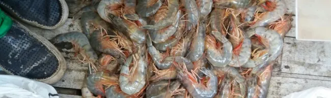 Durante la veda de camarón fueron decomisados 94, 5 kilos - 15 de Abril de 2017