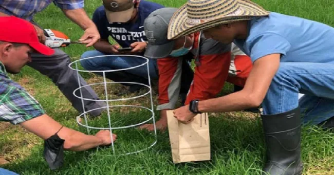 Cuanto más alto el pasto que consumen las vacas, más producción de leche