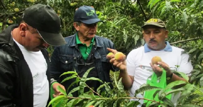 El ICA trabaja para mejorar el estatus fitosanitario y la competitividad de los productores de durazno