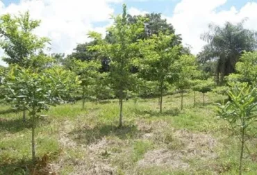 GCS reprodujo árboles y especies en peligro de extinción