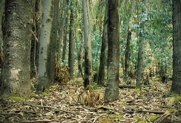 Los árboles preservan el carbono en los suelos