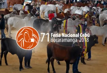 Congreso Mundial Brahman se realizará aferrado a las normas sanitarias