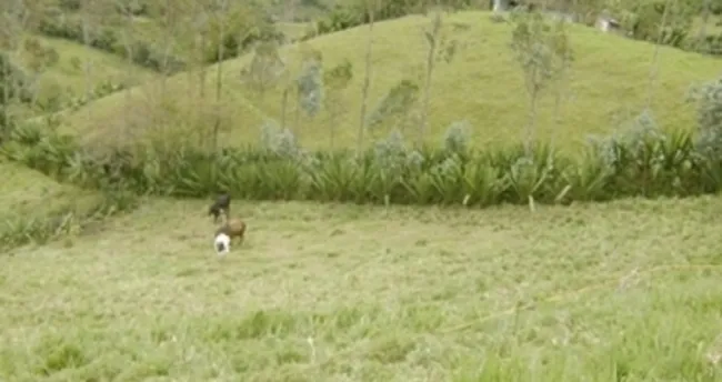 Zonas de Nariño no conocen las bondades nutritivas y ambientales de las cercas vivas