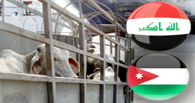 29 000 bovinos se exportarán a Irak y Jordania