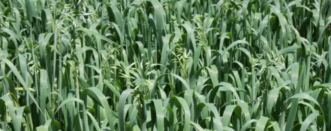 Altoandina: Nueva variedad mejorada de avena forrajera
