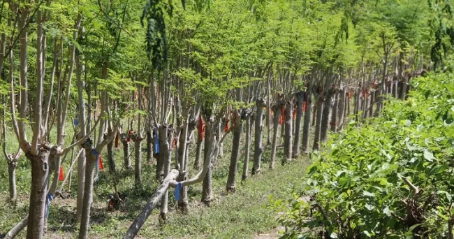 Los sistemas silvopastoriles son la alternativa para el futuro de la ganadería sostenible colombiana