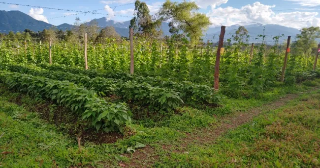 Fortaleciendo el sistema de producción de semilla de frijol en el Alto Putumayo