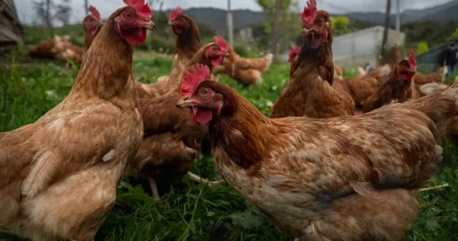 Nuevas luces LED facilitan mayores tasas de crecimiento en la producción de huevos