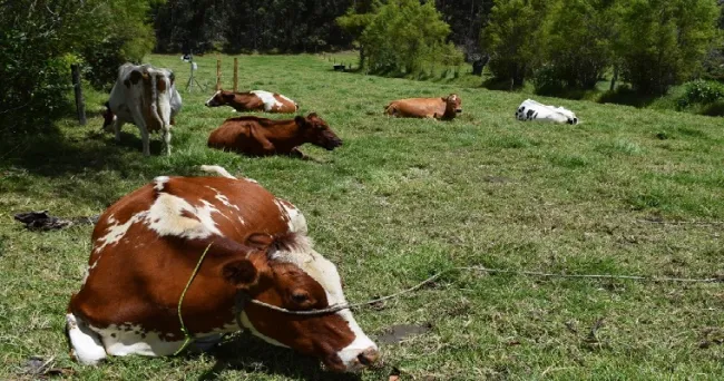 Ganaderos de Cundinamarca le apuestan a los árboles nativos en sistemas silvopastoriles para mejorar su producción láctea y disminuir la emisión de gases efecto invernadero