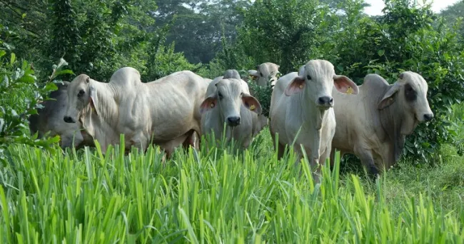 AGROSAVIA vuelve a la feria nacional ganadera en el departamento de Córdoba