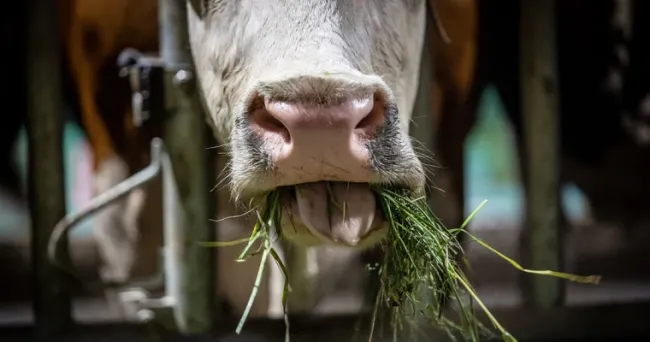 Algunos impactos negativos que genera en el ganado comer malezas de las pasturas
