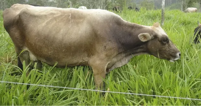 Cómo utilizar la agresividad de pastoreo para elevar la productividad de la finca