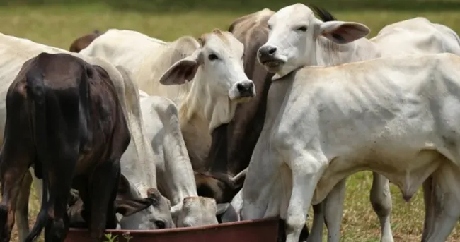 ¿Está buscando iniciarse en el negocio del engorde? Este es el mejor tipo de ganado