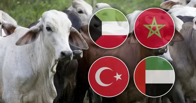 Conozca los nuevos mercados a los cuales Colombia busca exportar ganado