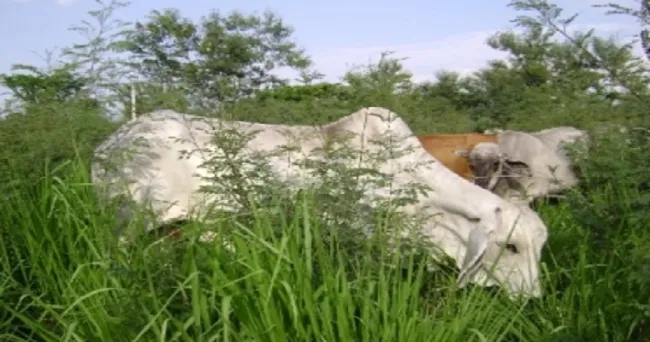 El negocio de los eructos: los científicos ‘huelen’ ganancias en las emisiones de las vacas
