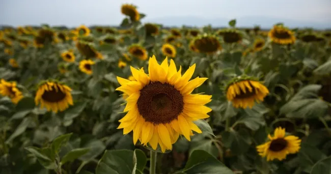 Usar compost para mejorar la absorción de nutrientes a partir de residuos de girasol