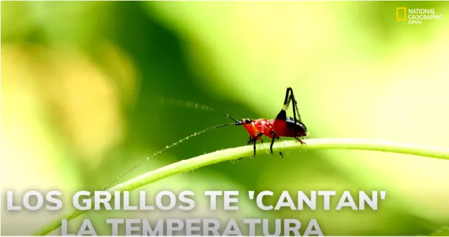El canto de los grillos puede indicarte cuál es la temperatura ambiente
