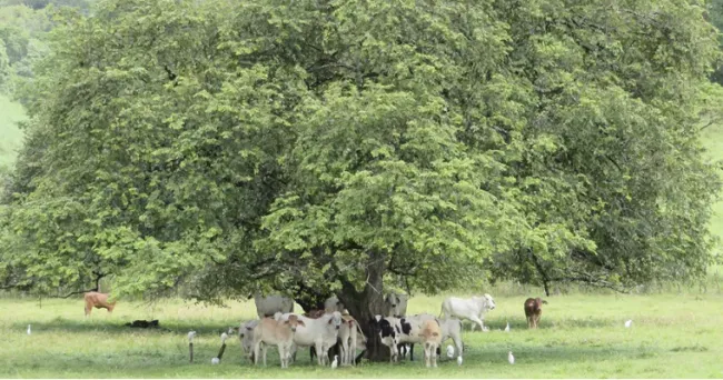 El Guásimo, un árbol versátil para la ganadería